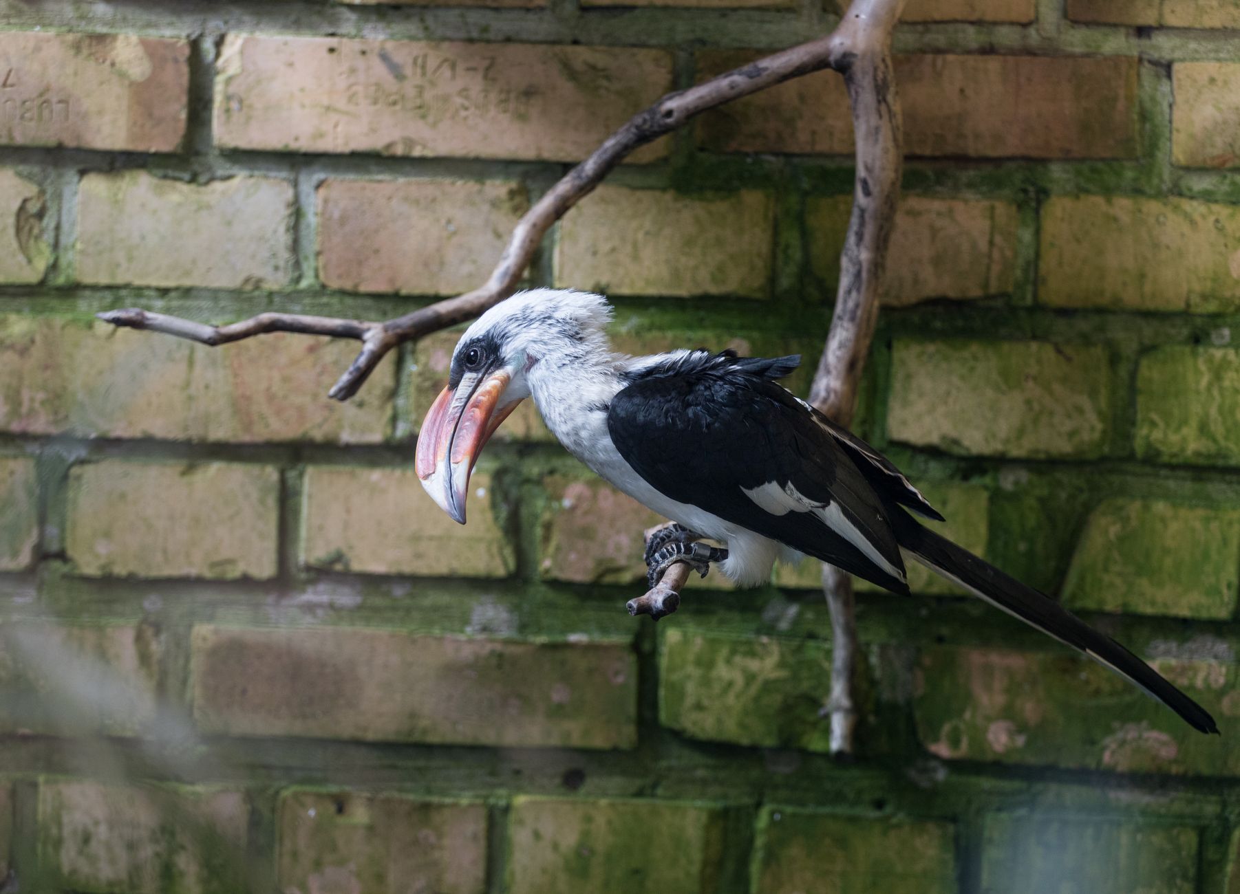 Close-up of a Von der Decken's hornbill perched on a branch against a brick wall.